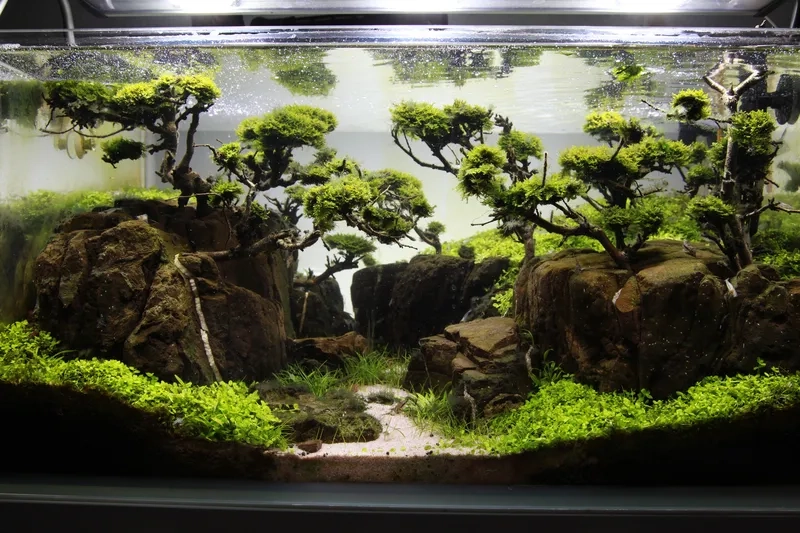 Hướng dẫn setup hồ rừng rậm chuẩn