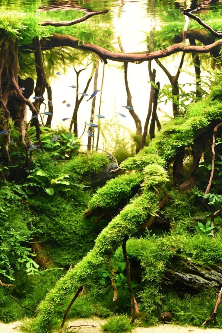 Các loại rêu hồ rừng rậm tự nhiên