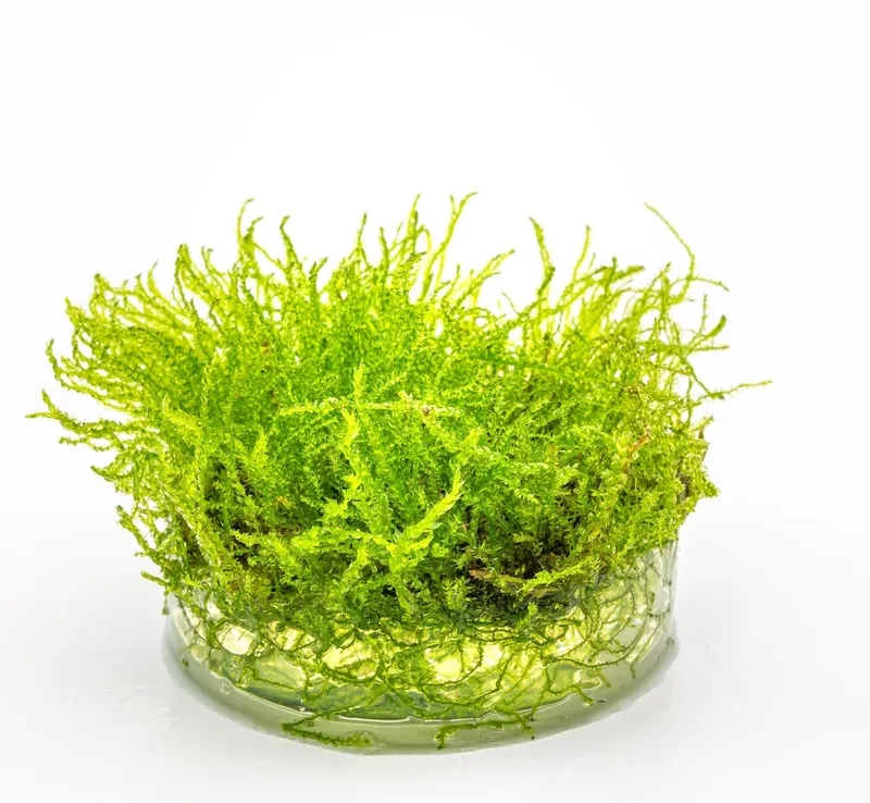 Theo dõi tốc độ phát triển rêu Java