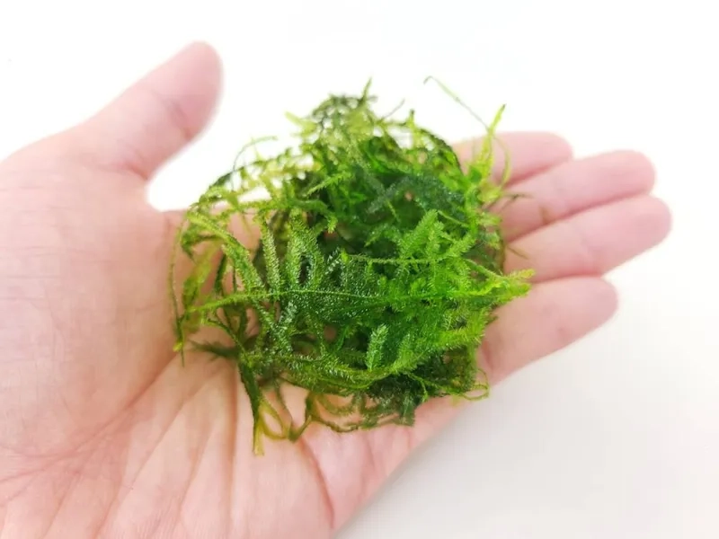 Hướng dẫn cách trồng rêu Java