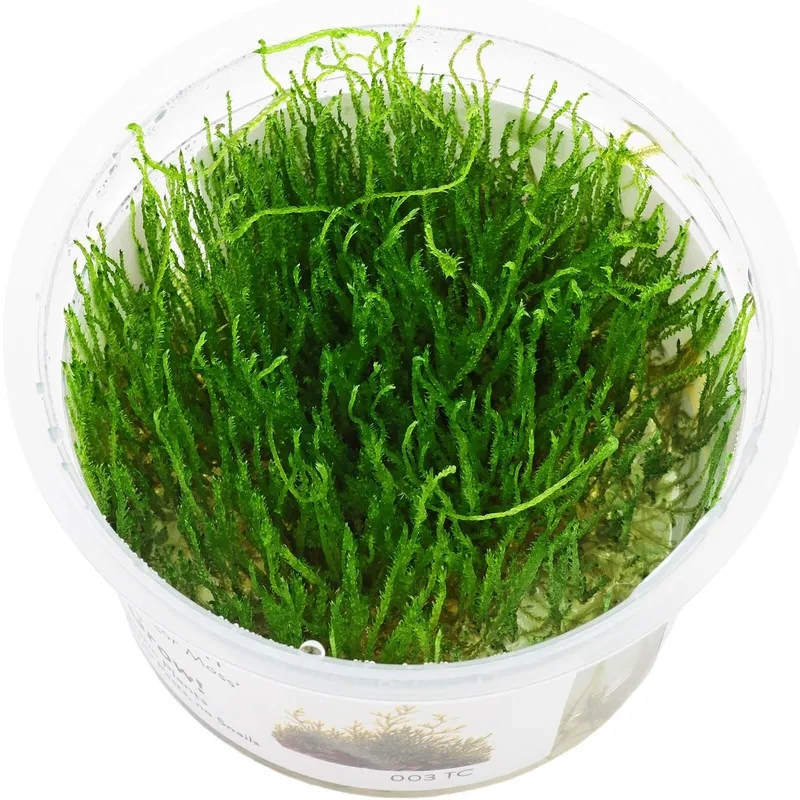 Mẹo vệ sinh rêu Java luôn sạch