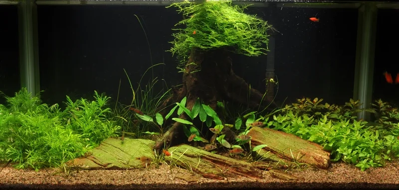 Setup rêu Java cho cá đẻ trứng