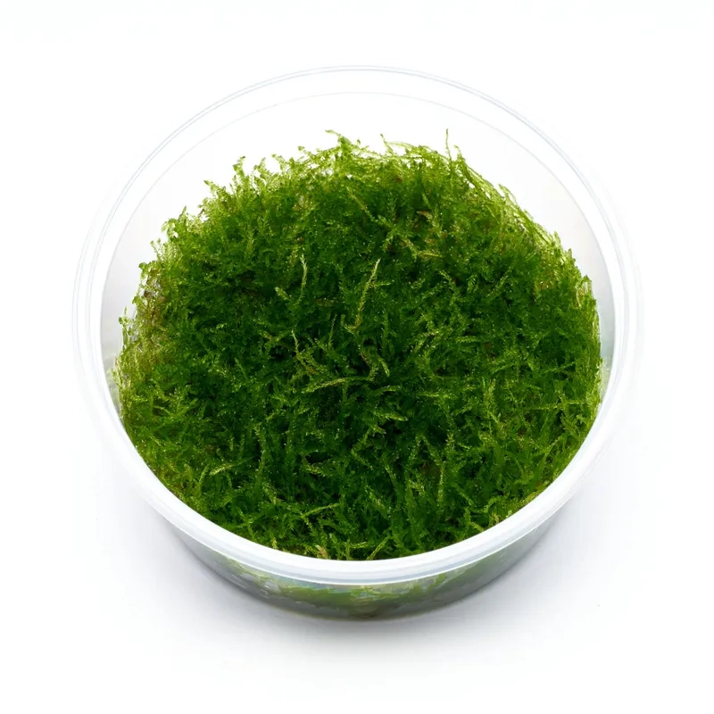 Kỹ thuật rêu Java dán đá tự nhiên