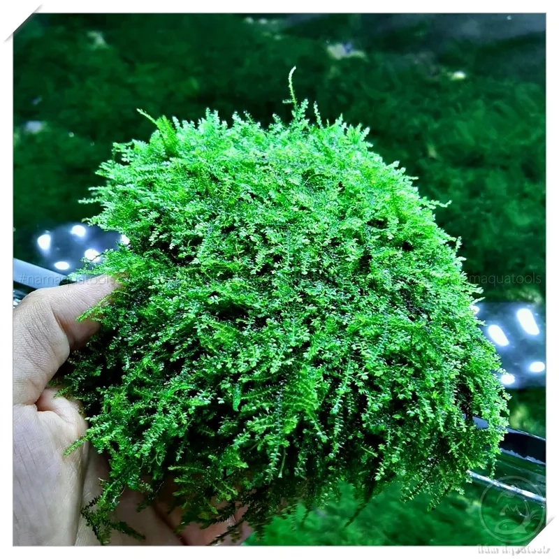 Chữa rêu Minifiss bị vàng lá úa