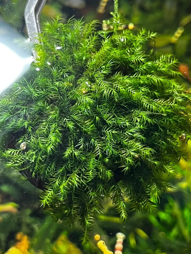 Nhiệt độ nuôi rêu Minifiss chuẩn