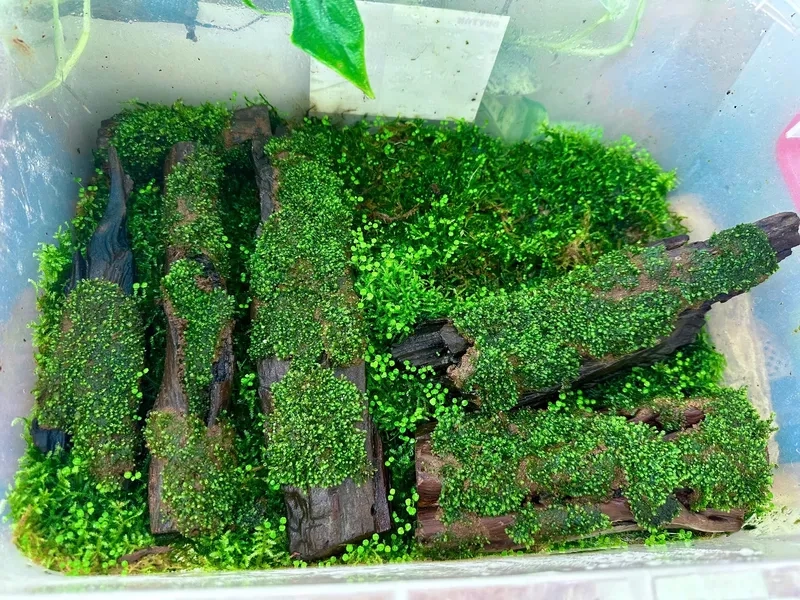 Độ ánh sáng cho rêu Minifiss tốt