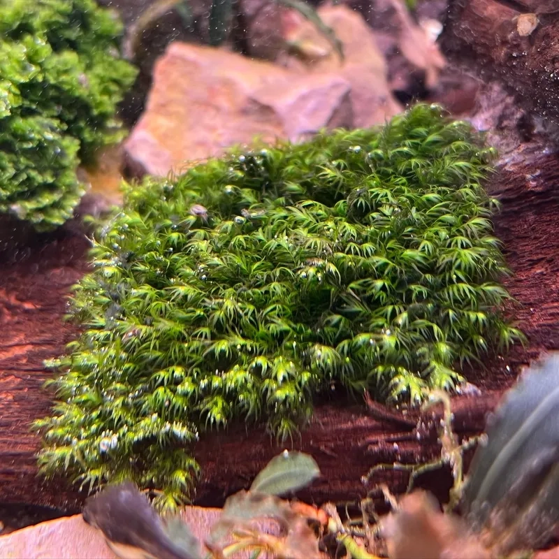 Mẫu rêu Minifiss lá nước mượt
