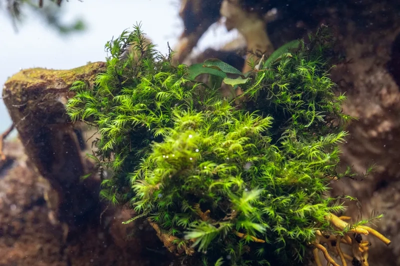 Cách ươm rêu Minifiss khô nhanh