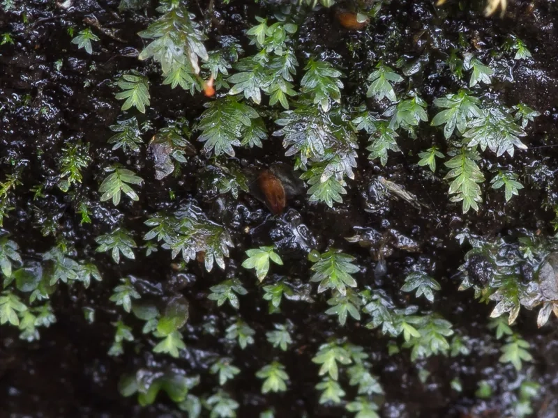 Xử lý rêu Minifiss bị đen lá