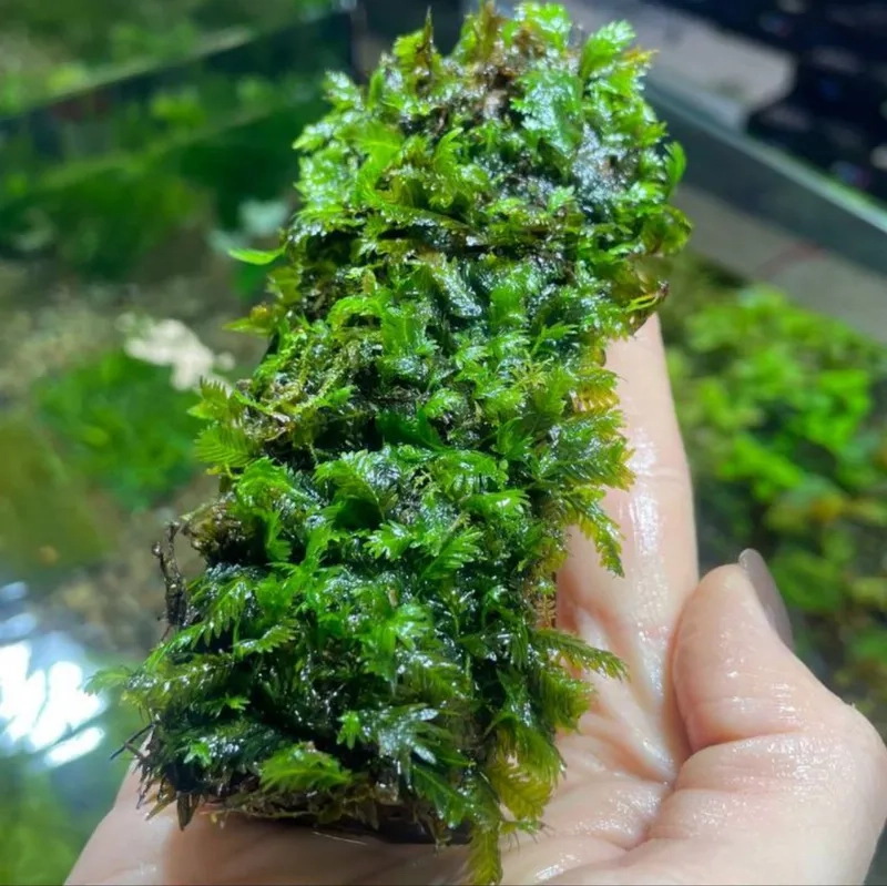 Thảm rêu Minifiss trải nền hồ