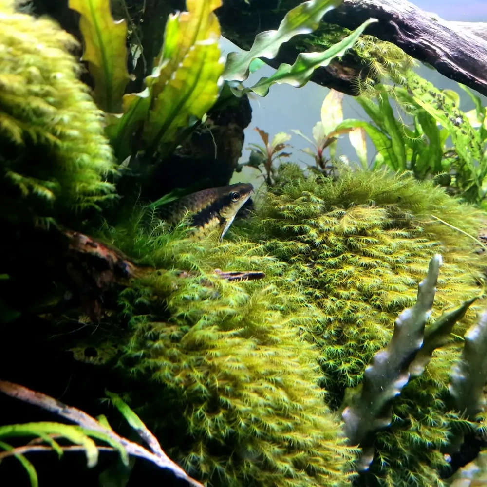 Rêu thủy sinh phát triển xanh tốt dưới ánh sáng đèn led