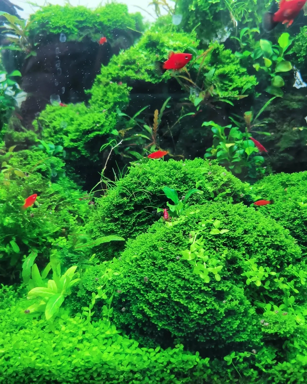 Rêu thủy sinh giúp cá con có nơi trú ẩn an toàn