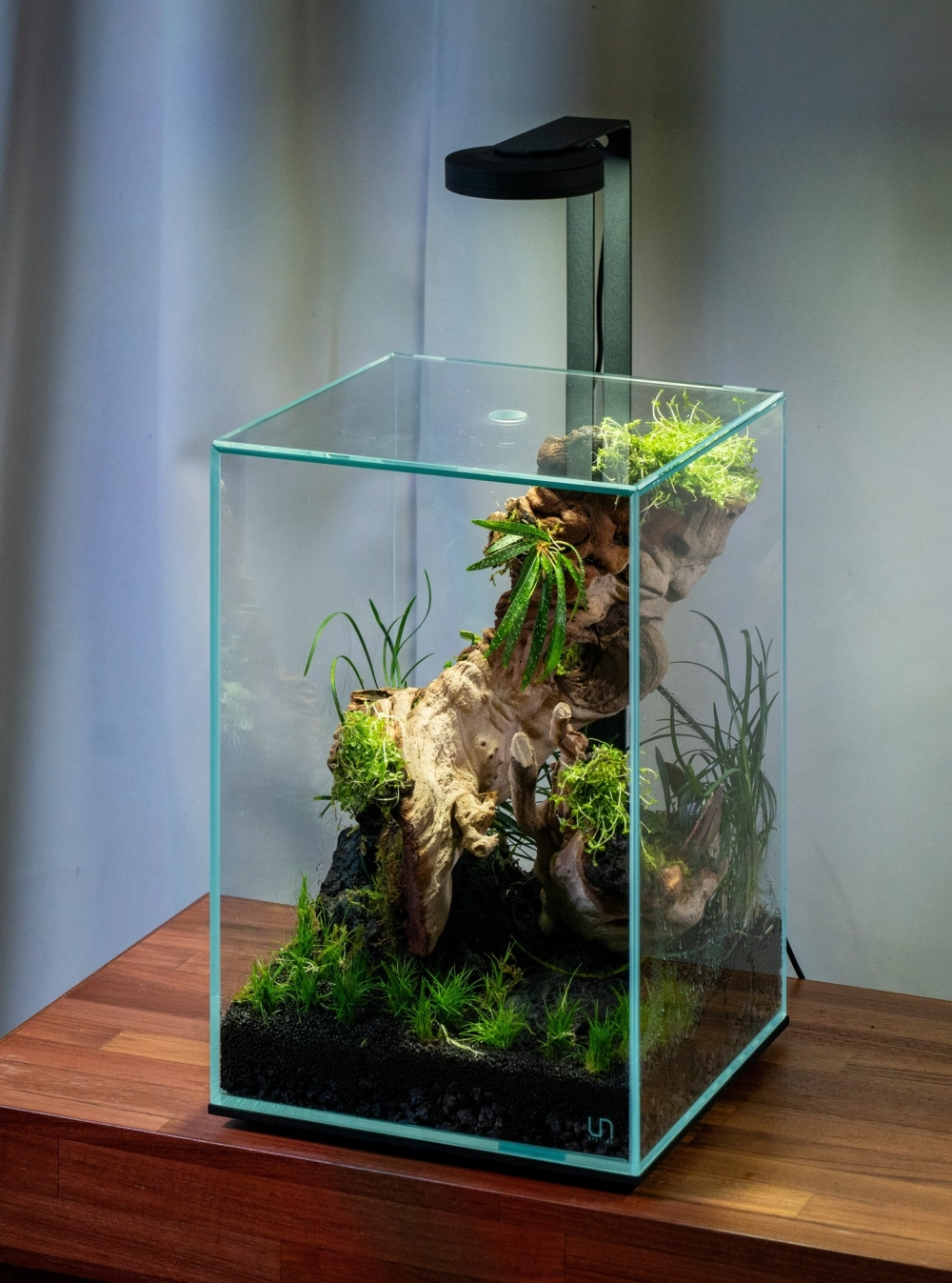 Bể thủy sinh nuôi tép cảnh phong cách bonsai độc đáo