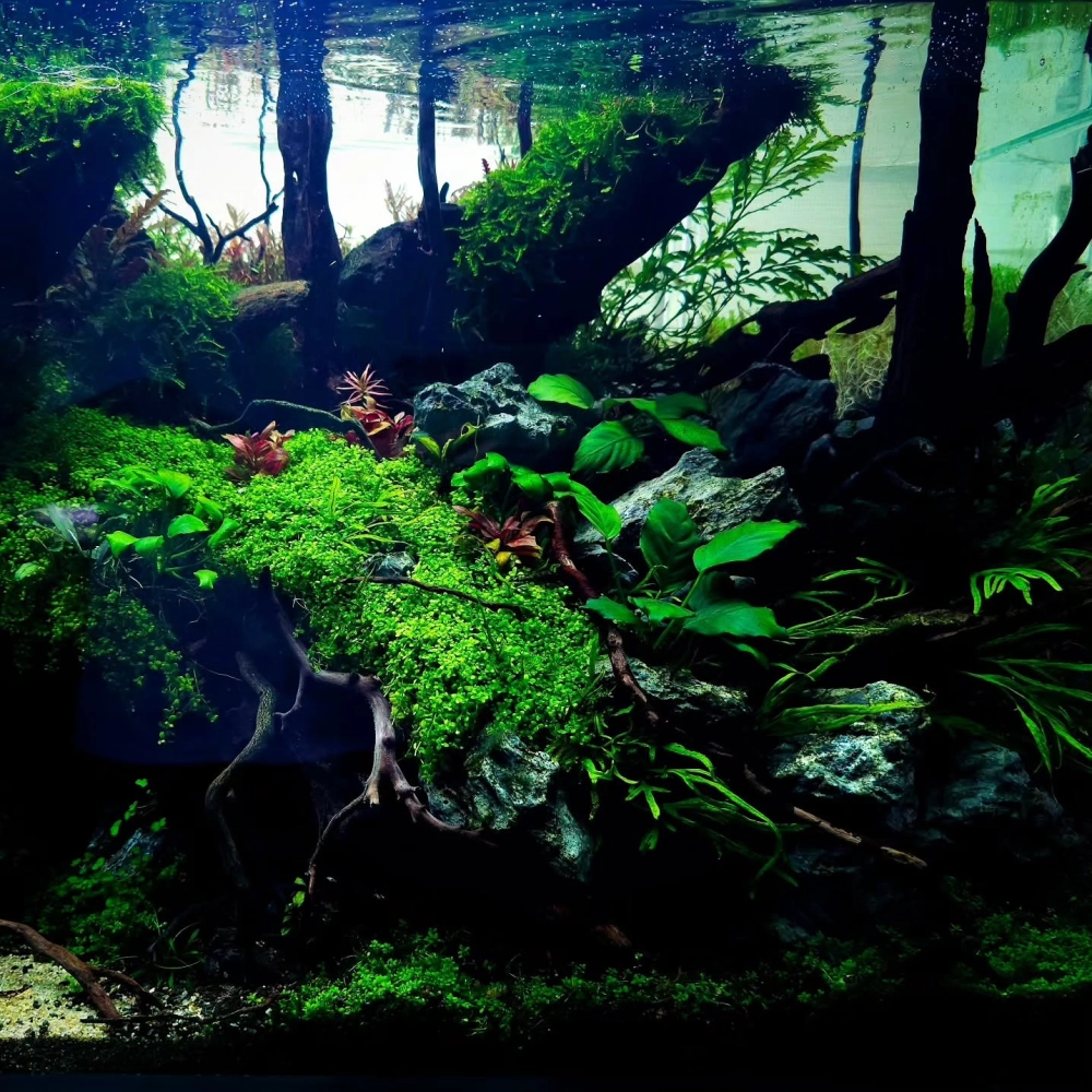 Mẫu bể cá mini tích hợp rêu phong cách Bonsai Nhật Bản