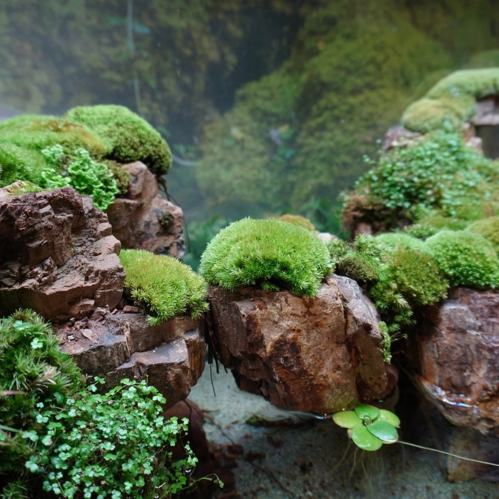 Rêu thủy sinh bám rễ tự nhiên trên bề mặt gỗ lũa