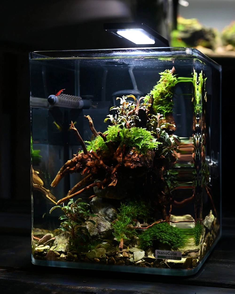 Sử dụng lưới inox để tạo tường rêu xanh cho bể cá