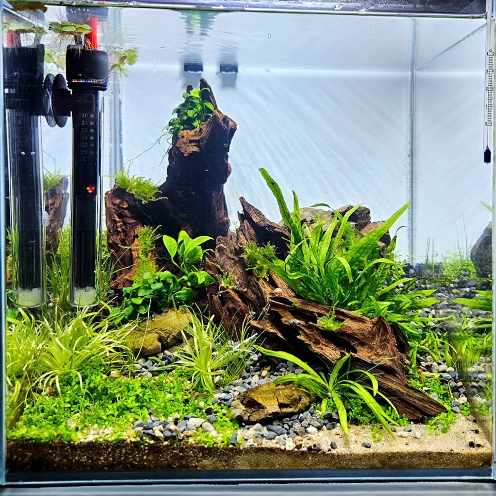 Hồ cá nhỏ nuôi cá neon bơi lội quanh tán rêu xanh