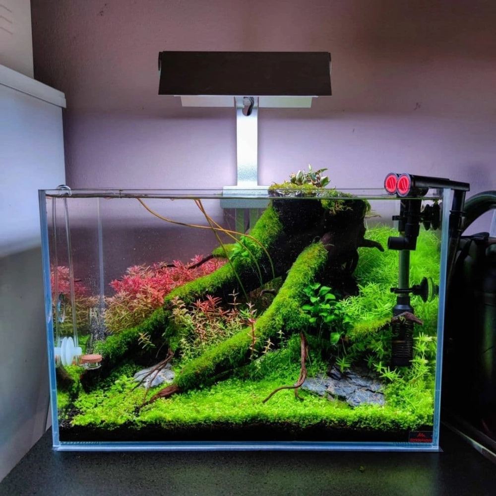 Vẻ đẹp tự nhiên của rêu Willow uốn lượn theo dòng nước