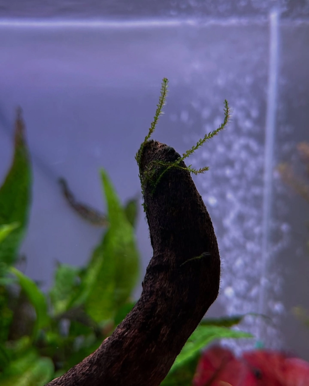 Mẫu bể cá mini để bàn với bố cục rêu phong cổ kính