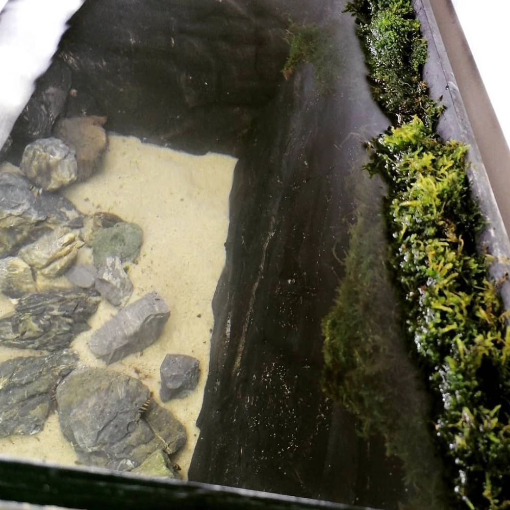 Bể cá mini phong cách rừng rậm với các mảng rêu xanh