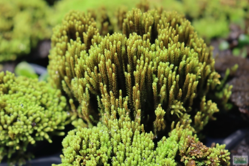 Cận cảnh vẻ đẹp mịn màng của rêu Mini Taiwan dưới nước