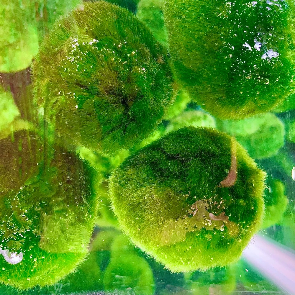 Cách buộc rêu Christmas lên đá xanh trang trí bể cá