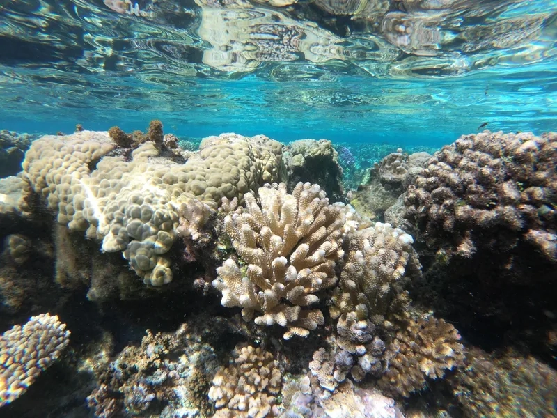 Chiêm ngưỡng ảnh san hô đẹp rực rỡ mọi góc nhìn