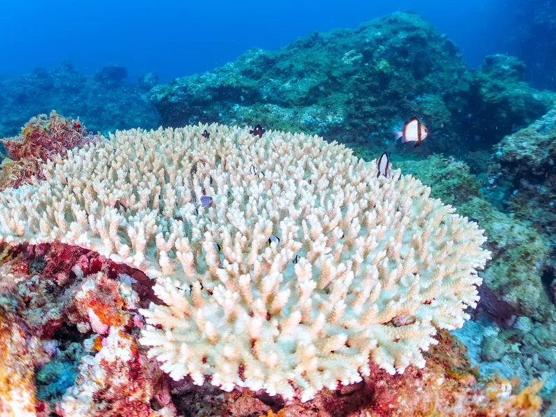 Khám phá ngắm san hô đẹp như dưới đại dương thật