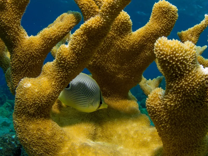 Chiêm ngưỡng san hô việt nam rực rỡ và tự nhiên