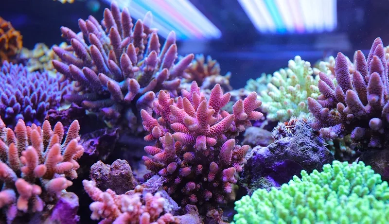 Thưởng thức hình ảnh sống động ảnh san hô cứng 4K