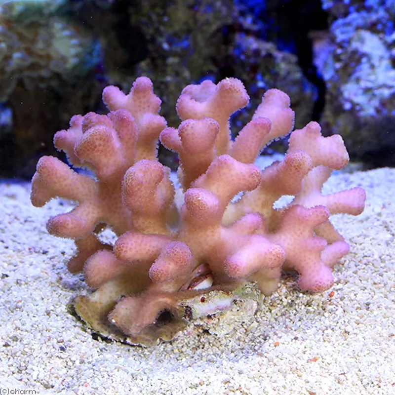 Hướng dẫn chi tiết cách nuôi san hô cứng hiệu quả