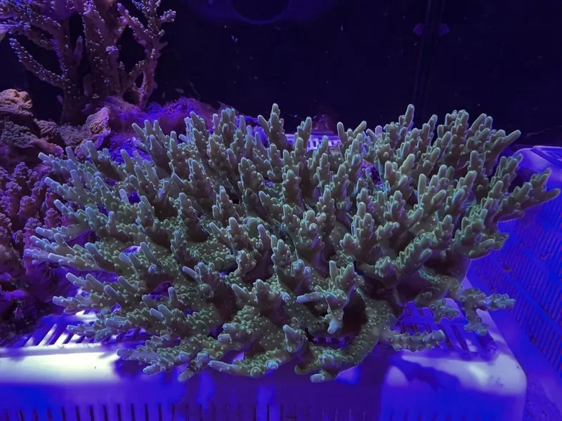 Chiêm ngưỡng ảnh san hô cứng đẹp nhất rực rỡ