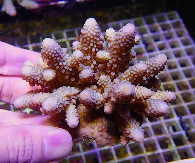 Nghệ thuật thủy sinh với hình san hô cứng nghệ thuật