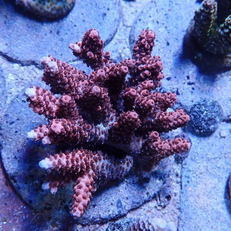 Khám phá hình san hô cứng Việt Nam độc đáo