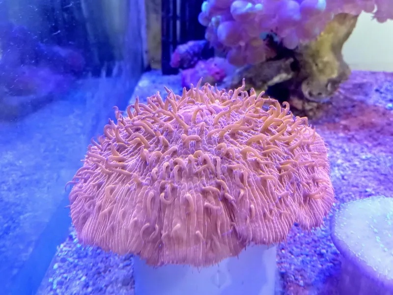 Trang trí bể với ảnh san hô cứng cảnh tự nhiên