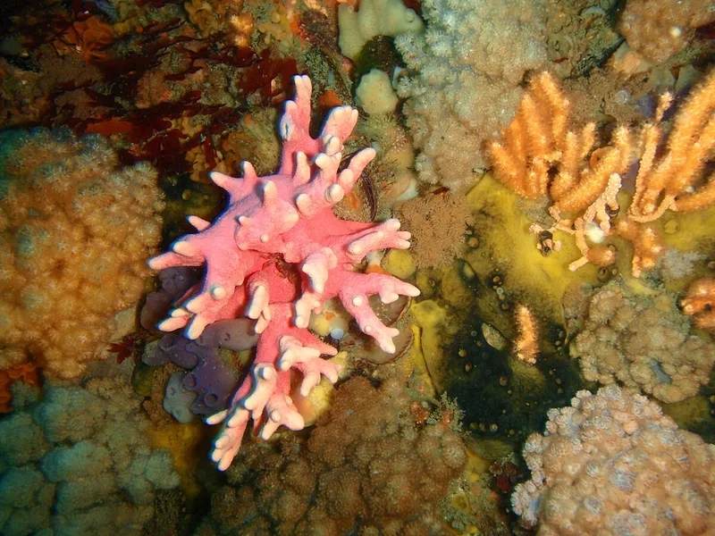 Mua ngay mua san hô cứng chất lượng và uy tín