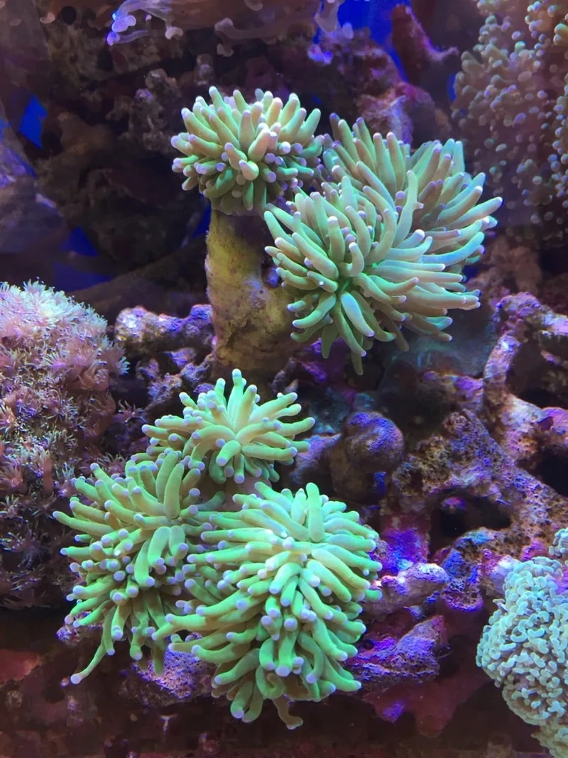 Bán bán san hô cứng đa dạng chủng loại