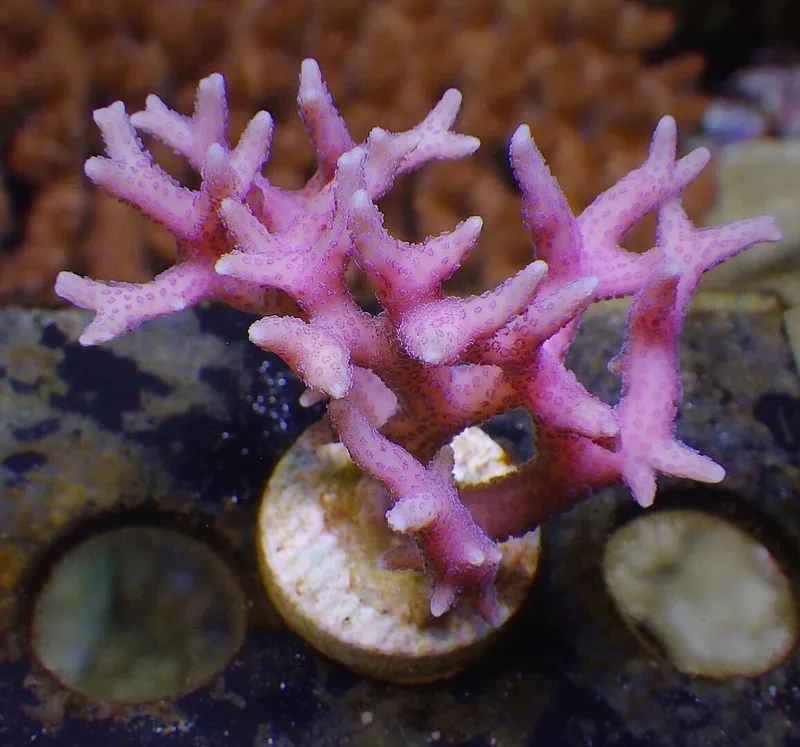 Hướng dẫn chăm sóc san hô cứng đúng kỹ thuật