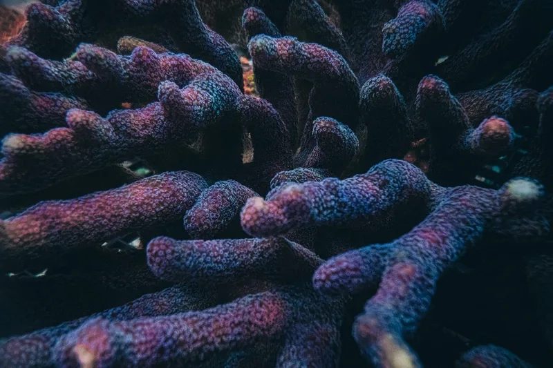 Tạo bể đẹp mắt với hình nền san hô cứng bắt mắt