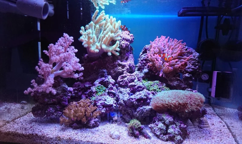 Ngắm ảnh san hô mềm đẹp mê hoặc mọi ánh nhìn