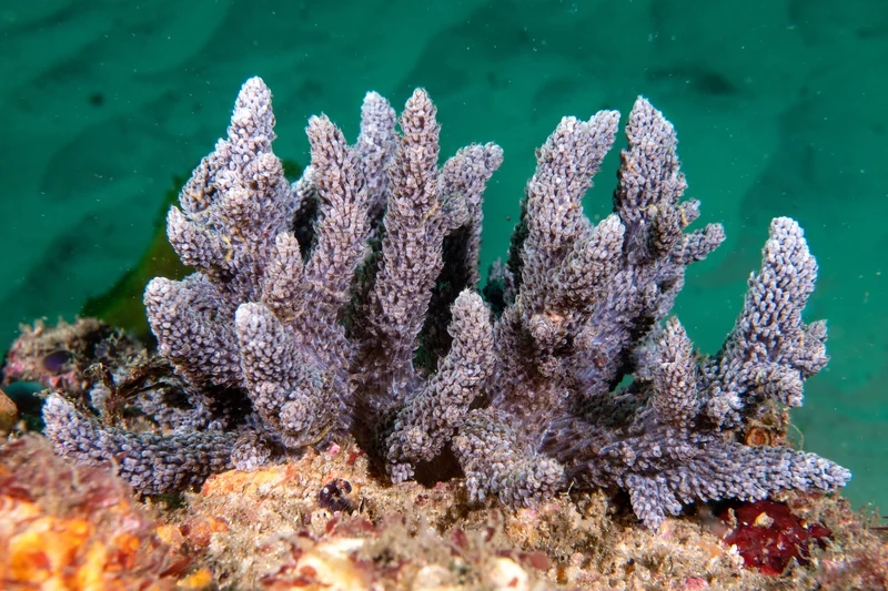 Hướng dẫn san hô mềm dễ nuôi cho người mới bắt đầu