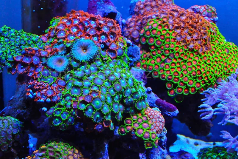 So sánh giá san hô mềm để chọn loại chất lượng