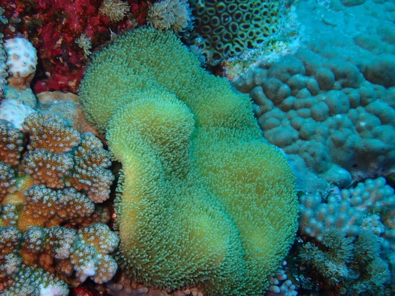 Hướng dẫn nuôi san hô mềm đơn giản và hiệu quả