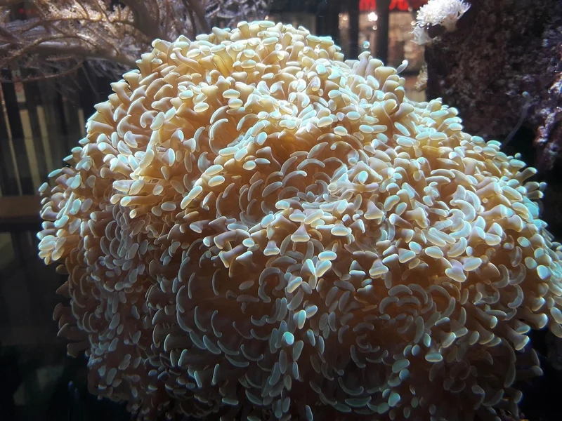 Hướng dẫn san hô mềm cho người mới dễ dàng và hiệu quả