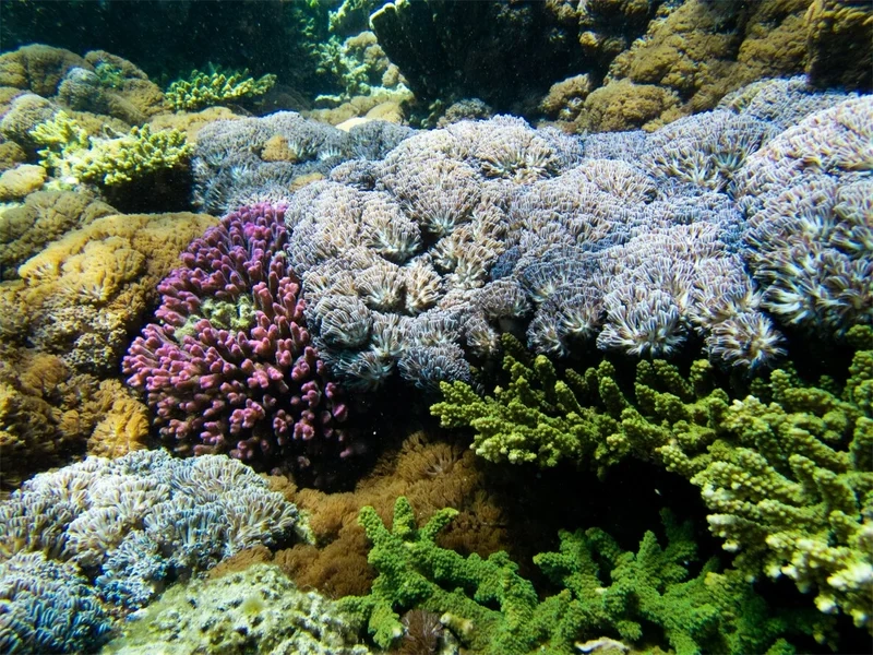 Ngắm hình san hô mềm 4K sắc nét và sống động