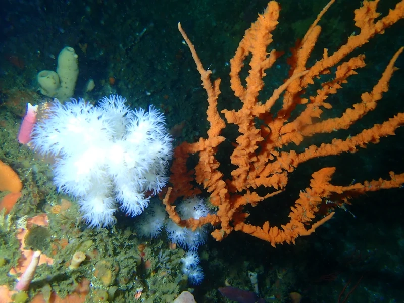 Thưởng thức hình san hô mềm đẹp nhất rực rỡ và sinh động