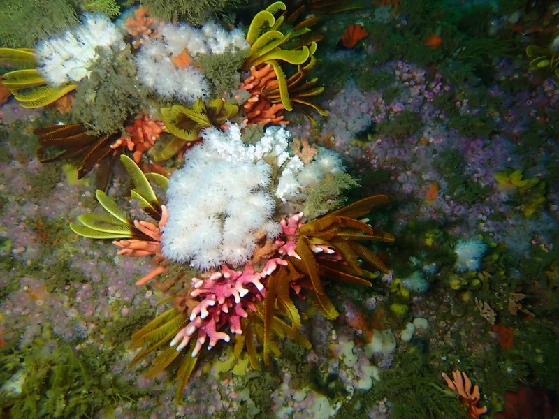 Chiêm ngưỡng ảnh san hô mềm đẹp tuyệt vời từng góc bể