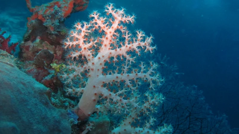 Ngắm ảnh san hô mềm HD chi tiết từng chi tiết nhỏ nhất