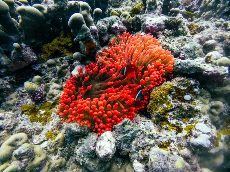 Thưởng thức hình san hô mềm dưới nước sống động như thật