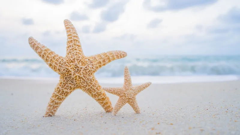 Khám phá vẻ lung linh của ảnh sao biển đẹp